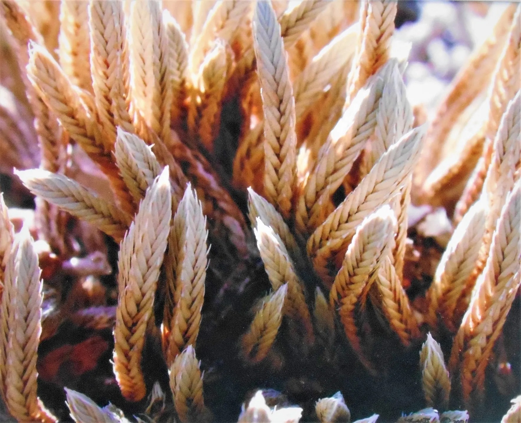 Macro Show : Peak Digital Imaging Society