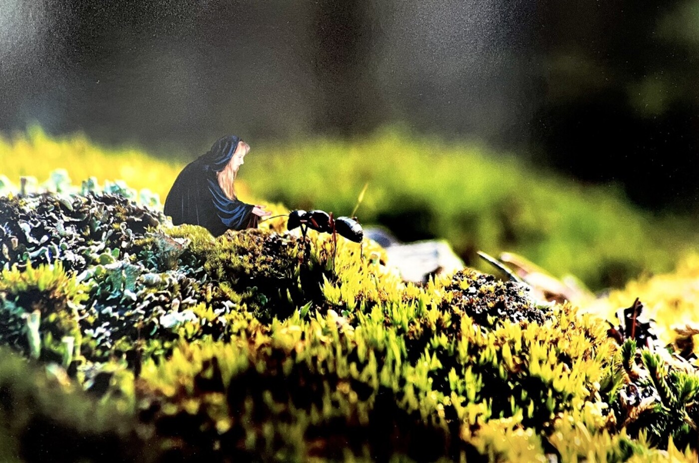 Peak Digital Imaging Society Annual Members Exhibit